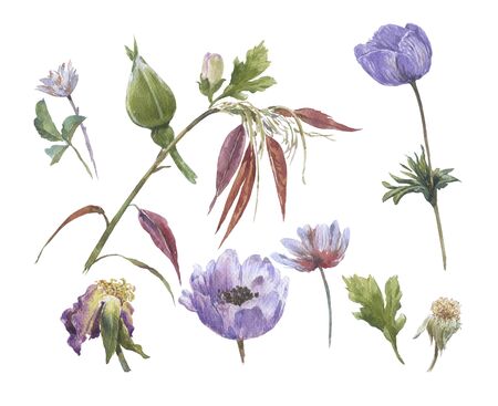 watercolor painting of leaves and flower, on white backgroundの写真素材