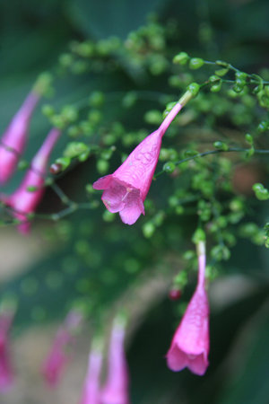 purple flower