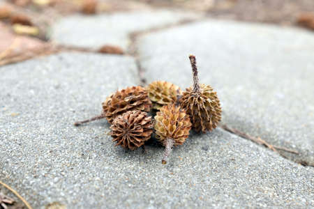 small dried pineの写真素材