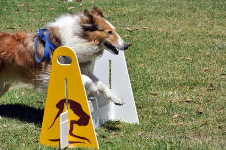 Dog jump over fenceの写真素材