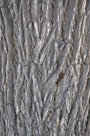 Texture of tree barkの写真素材