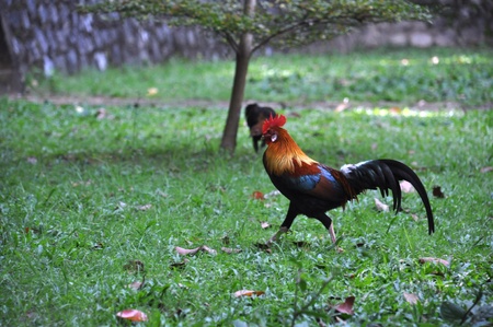 Chicken walk on the green fieldの写真素材