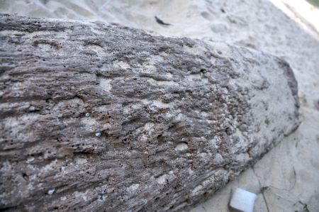 Driftwood on the beachの写真素材