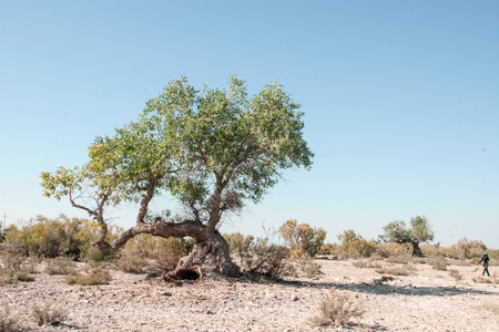 Xinjiang  poplarの写真素材