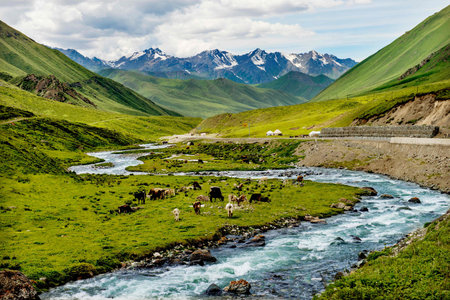 Grazing cows in the valley of the river, Kyrgyzstan