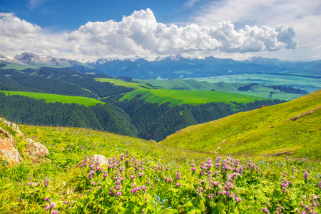 Alpine meadow with blooming wildflowers on the background of high mountainsの写真素材