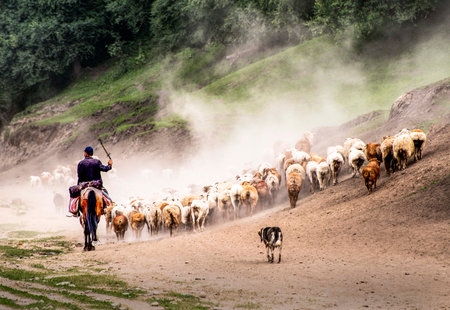 Shepherd with herd of sheep on the road in the mountains.の写真素材