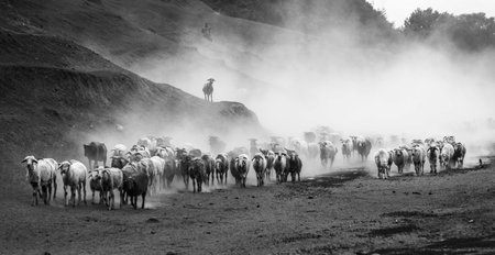 Herd of sheep in the fog. Black and white photo.