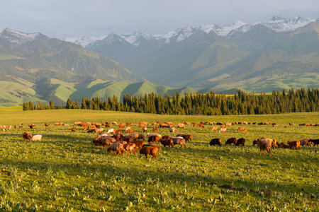 Herd of cows grazing in a meadow on the background of mountainsの写真素材