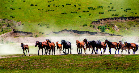 Horses in the steppe of Kazakhstan, Tien Shan mountainsの写真素材