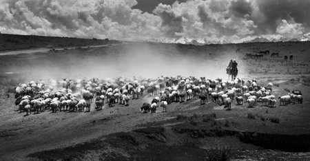Herd of sheep in the steppe. Black and white photo.の写真素材