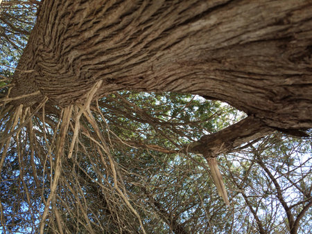 Big Cedarの写真素材