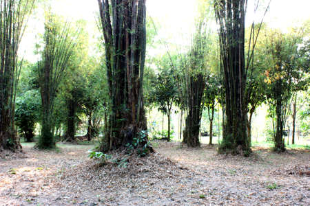 bamboo forest の写真素材