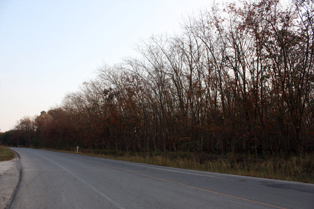 Road at a pine tree forestの写真素材