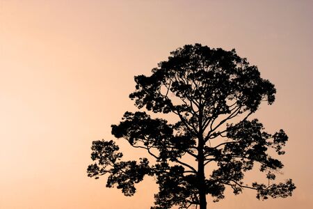 tree silhouetteの写真素材