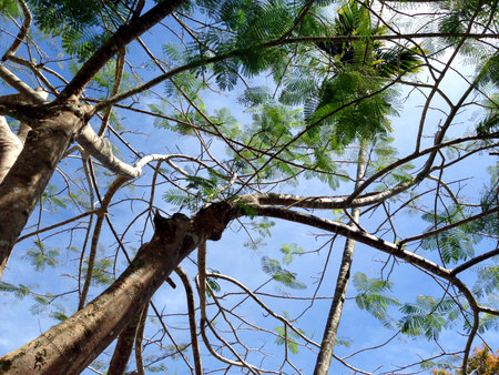 Top of big tree with beautiful bright sky