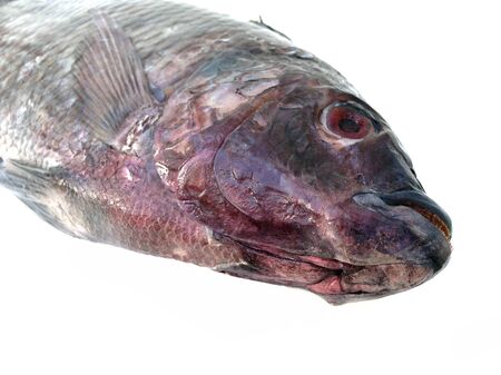 Fresh raw fish isolated on white backgroundの写真素材