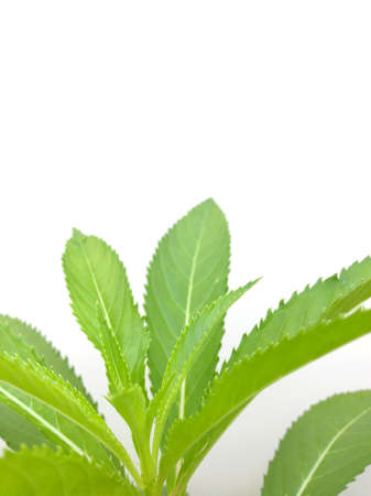 Beautiful Green leaves on white backgroundの写真素材