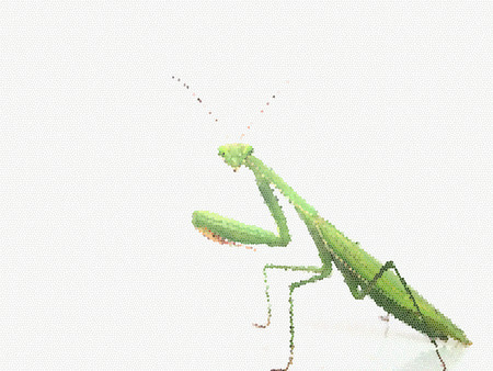 closeup of grasshopper isolated on white backgroundの写真素材