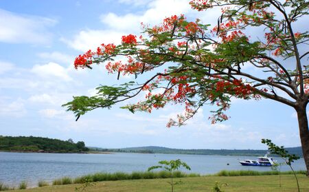 Spring landscape with red flower and lakeの写真素材