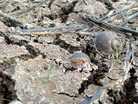 shell, Dry land with shellの写真素材