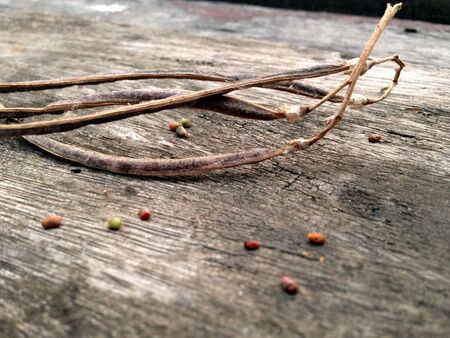Sesbania seeds on a wooden background close-upの写真素材