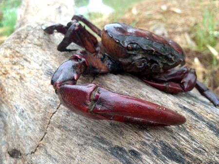 field crab on rice field.の写真素材