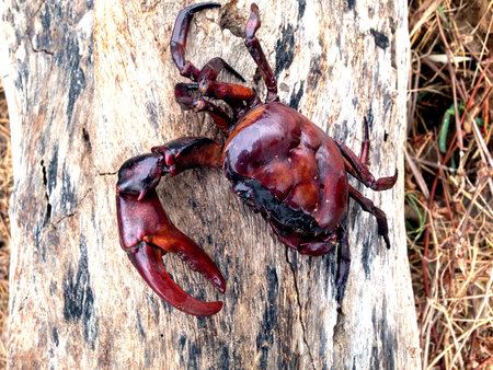 field crab on rice field.の写真素材