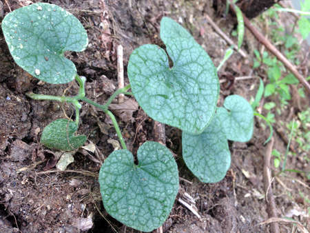 A group of small green-leaved plant grows on a dead tree in the forestの写真素材