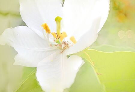 Spring deliate flowers, White flowersの写真素材