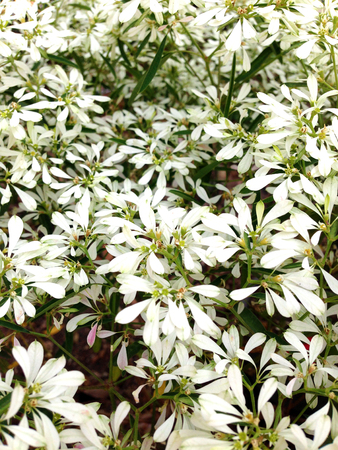 white leaves background. Close upの写真素材