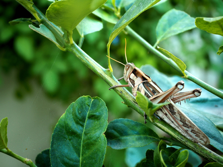 green grasshopper sits on a blade of leavesの写真素材