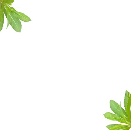 Beautiful Green leaves on white backgroundの写真素材