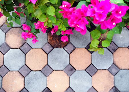 flowers, color backgroundの写真素材