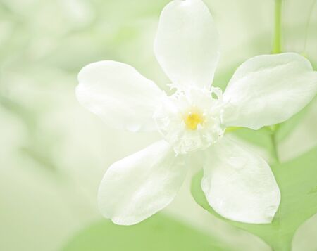 Spring deliate flowers, White flowersの写真素材