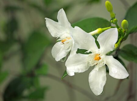 Spring deliate flowers, White flowersの写真素材