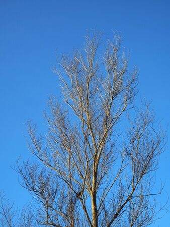 Branches of dry wood and blue skyの写真素材
