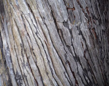 Old wood texture backgroundの写真素材