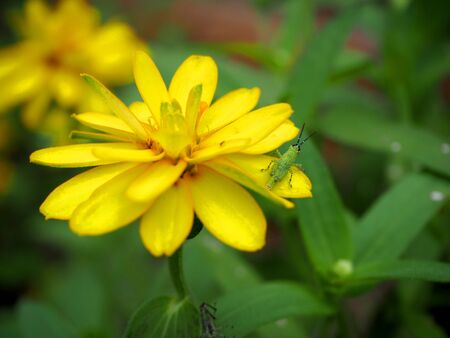 Yellow flower with insect, closeup viewの写真素材
