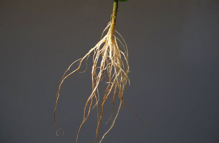young plant with roots isolatedの写真素材