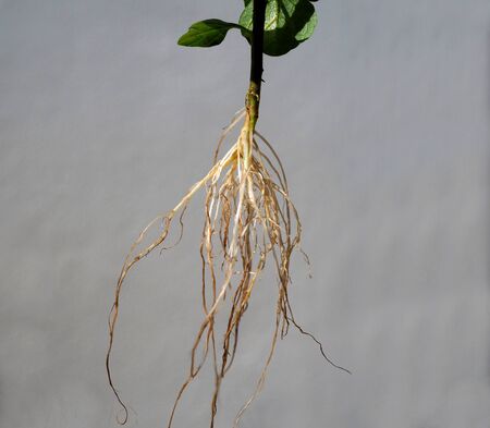 young plant with roots isolatedの写真素材