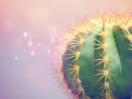Bokeh background with green cactusの写真素材