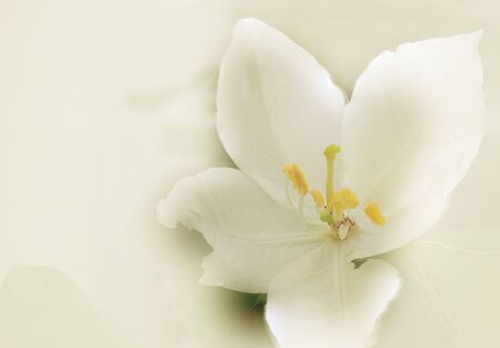 Spring deli ate flowers, White flowersの写真素材