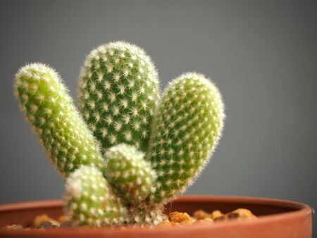 Potted cactus isolated on gray backgroundの写真素材