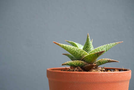 Potted cactus isolated on gray background