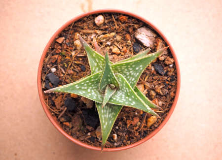 Potted cactus isolated on gray backgroundの写真素材