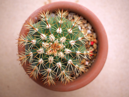 Potted cactus isolated on gray backgroundの写真素材
