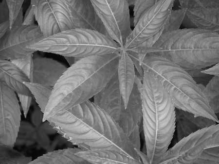 Black and white tropical leaves patternの写真素材