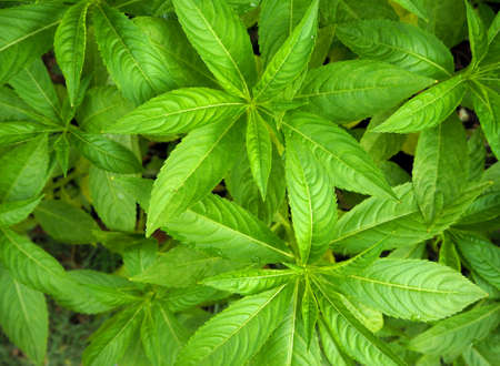 green leaves backgroundsの写真素材