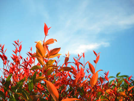Colorful Leaves against blue skyの写真素材